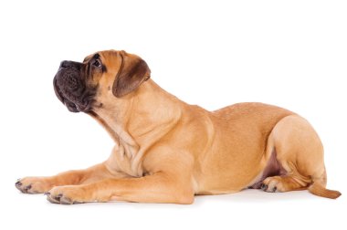 bullmastiff köpek yavrusu yalan