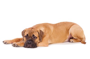 bullmastiff köpek yavrusu yalan