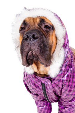 bullmastiff köpek yavrusu giyinmiş