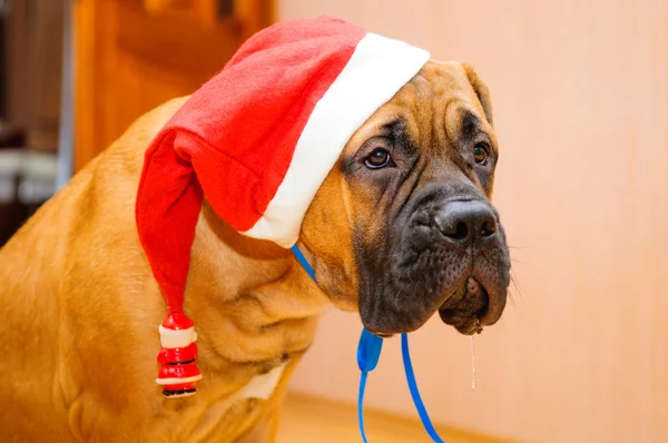 Piccolo cucciolo bullmastiff — Foto Stock