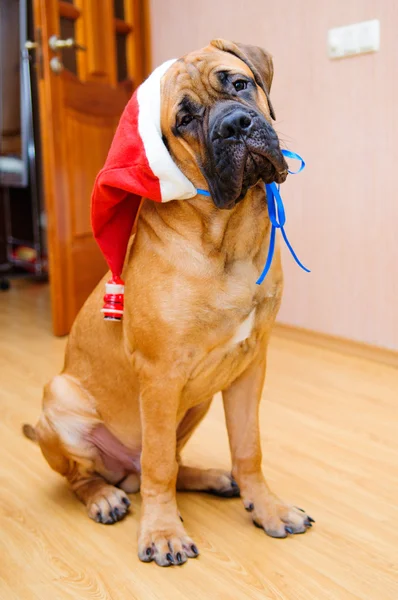 Küçük köpek yavrusu bullmastiff — Stok fotoğraf