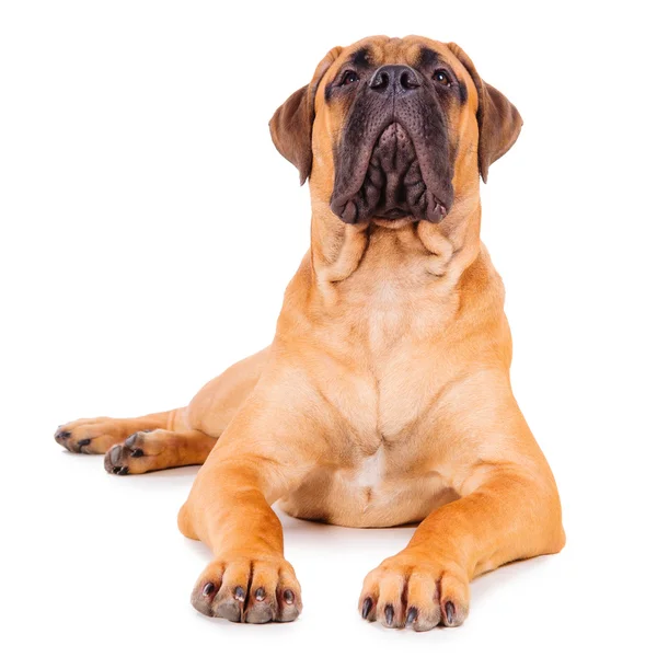 Bulldoggen-Welpe liegt — Stockfoto