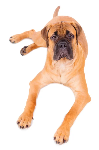 Bullmastiff köpek yavrusu yalan — Stok fotoğraf