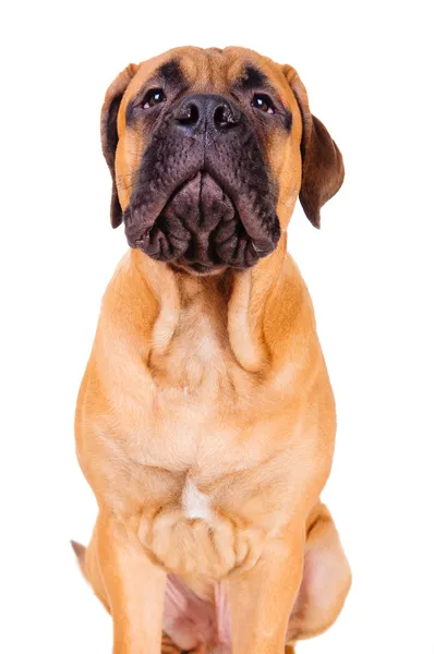 Bullmastiff yüksek sesle havlayan köpek — Stok fotoğraf