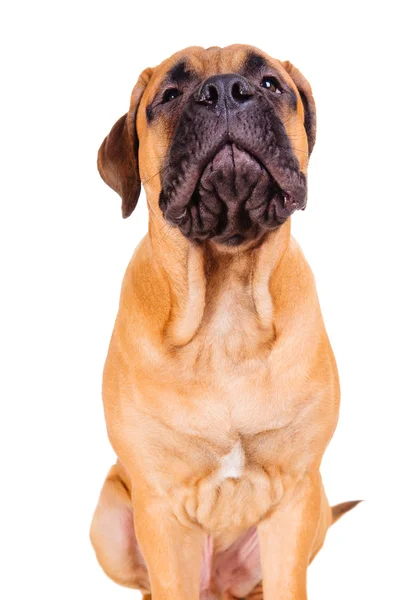 Bullmastiff yüksek sesle havlayan köpek — Stok fotoğraf