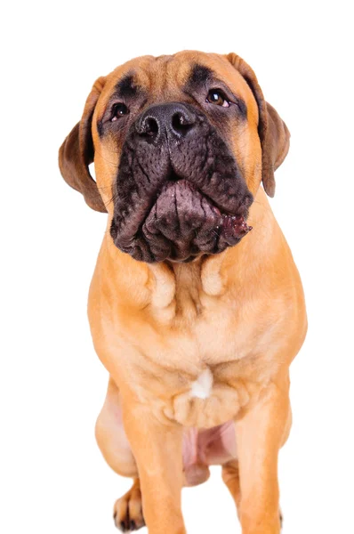 Bullmastiff puppy barking loudly — Stock Photo, Image