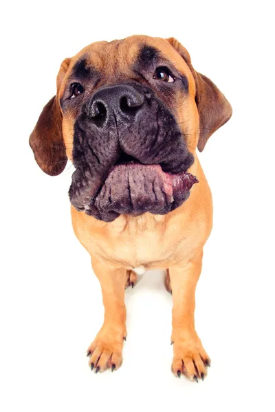 Bullmastiff puppy barking loudly — Stock Photo, Image