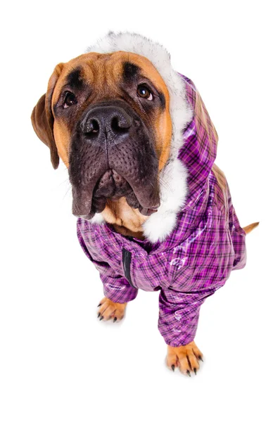 Bullmastiff pup gekleed — Stockfoto