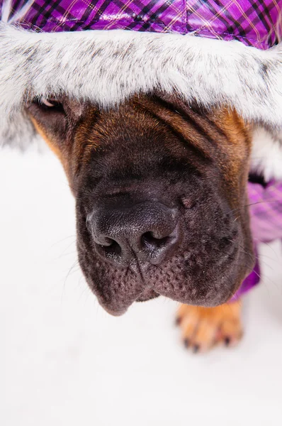 Bullmastiff pup gekleed — Stockfoto