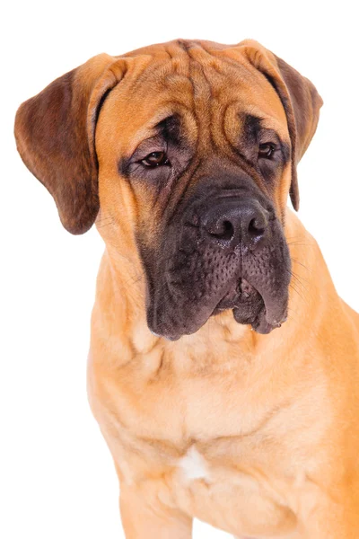 Bullmastiff köpek yüz — Stok fotoğraf