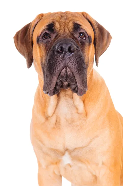 Bullmastiff köpek yüz — Stok fotoğraf