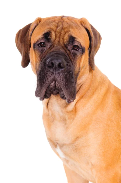 Cara de cachorro bullmastiff — Foto de Stock