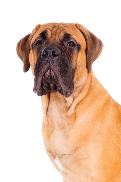 Bullmastiff köpek yüz — Stok fotoğraf