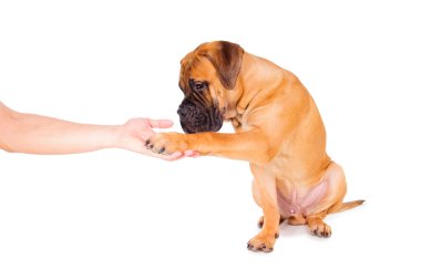 bullmastiff köpek izole