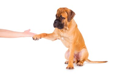 bullmastiff köpek izole