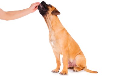 el köpek yavrusu yiyecek verir