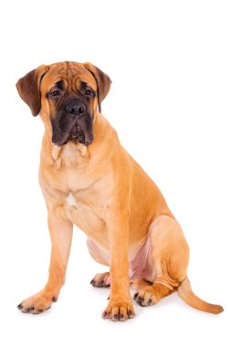 kırmızı köpek yavrusu bullmastiff