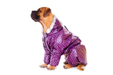 bullmastiff köpek yavrusu giyinmiş