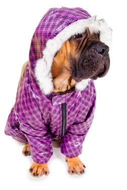 bullmastiff köpek yavrusu giyinmiş