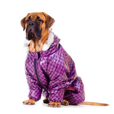 bullmastiff köpek yavrusu giyinmiş