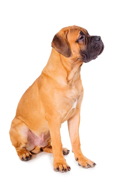 Kırmızı köpek yavrusu bullmastiff — Stok fotoğraf