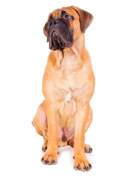 Kırmızı köpek yavrusu bullmastiff — Stok fotoğraf