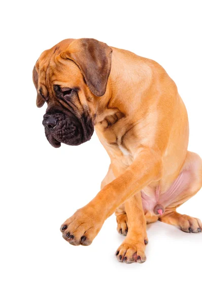 Bullmastiff puppy isolated — Stock Photo, Image