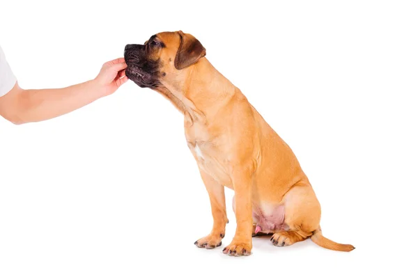Kézzel ad a kutya étel — Stock Fotó