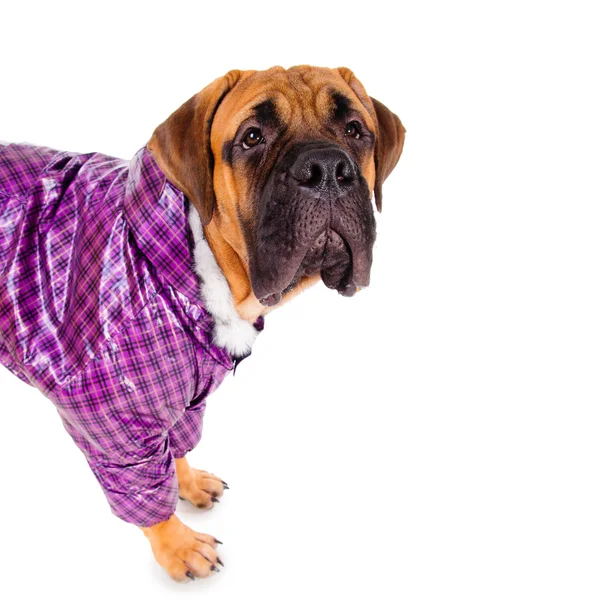 Bullmastif puppy ubrani — Zdjęcie stockowe