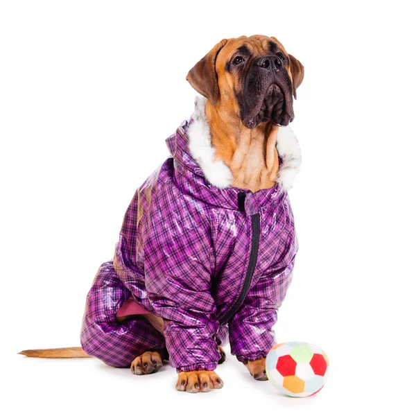 Bullmastiff puppy dressed — Stock Photo, Image