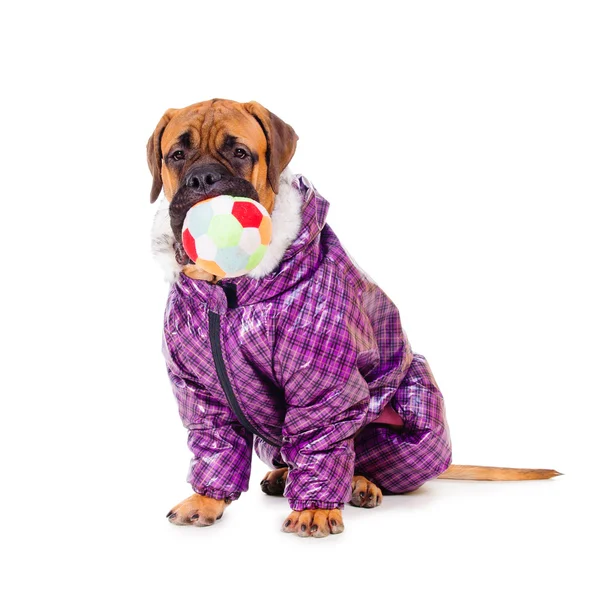 Bullmastiff puppy dressed — Stock Photo, Image