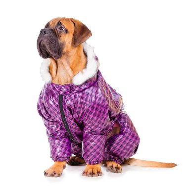 bullmastiff köpek yavrusu giyinmiş