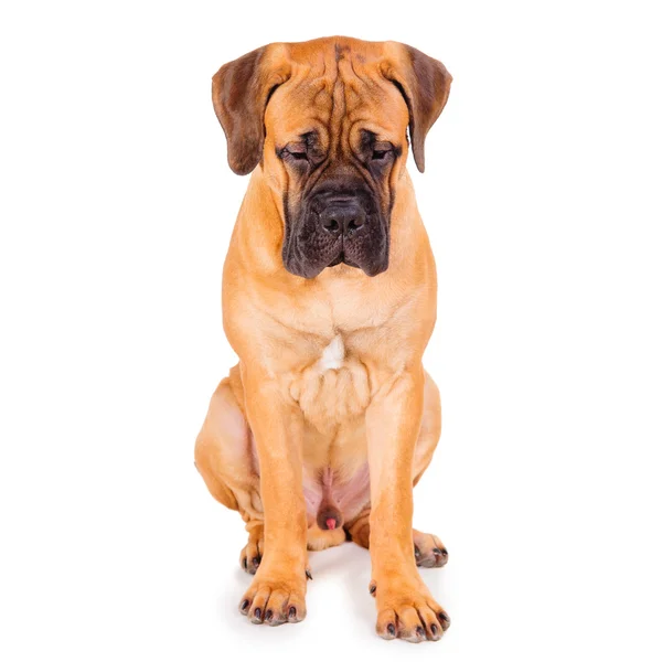 Roter Welpe Bulldogge — Stockfoto