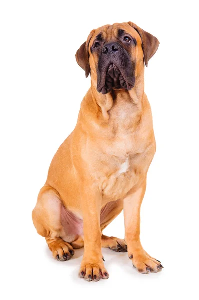 Kırmızı köpek yavrusu bullmastiff — Stok fotoğraf