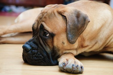Junior bullmastiff köpek