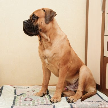 küçük köpek yavrusu bullmastiff