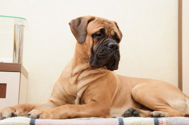 küçük köpek yavrusu bullmastiff