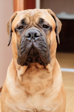 küçük köpek yavrusu bullmastiff