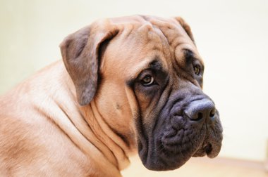 Junior bullmastiff köpek