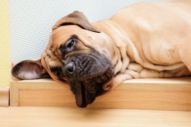 küçük köpek yavrusu bullmastiff