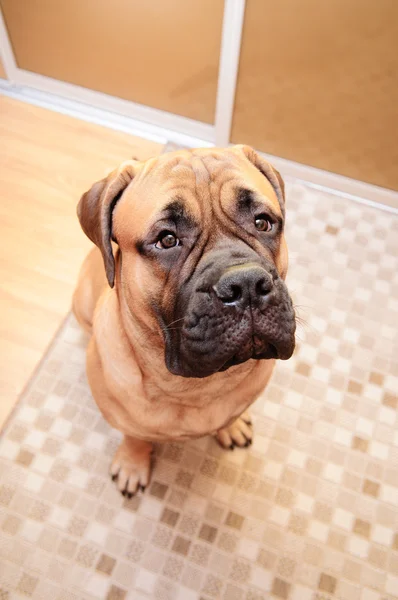 Junior bullmastiff cane — Foto Stock