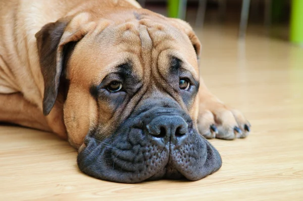 Junior bullmastiff σκυλί — Φωτογραφία Αρχείου