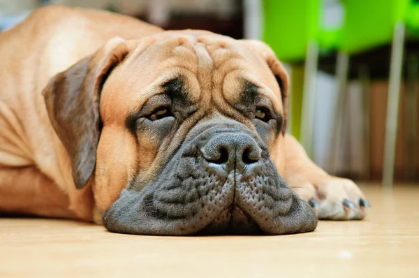 Junior bullmastiff hond — Stockfoto