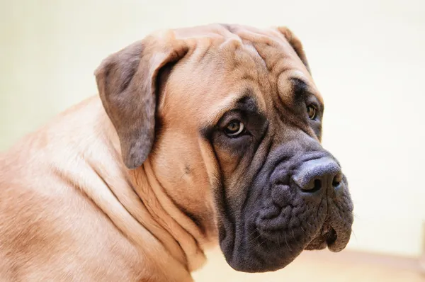 Junior bullmastiff σκυλί — Φωτογραφία Αρχείου