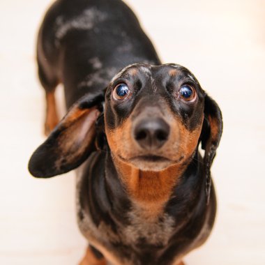 komik dachshund köpek