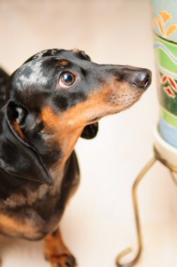 komik dachshund köpek