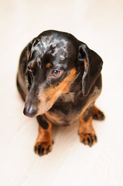 komik dachshund köpek