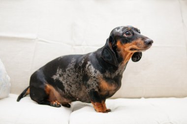 komik dachshund köpek