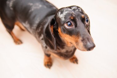 komik dachshund köpek