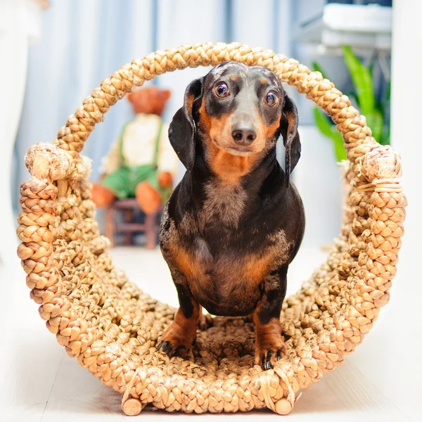 Mutlu köpek - dachshund — Stok fotoğraf